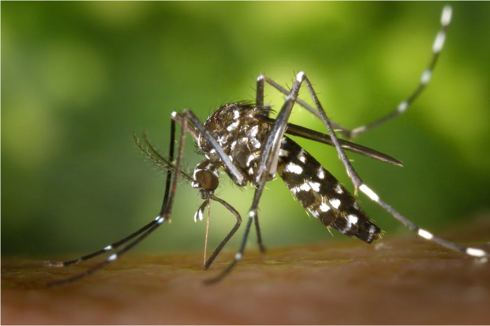 Moustique tigre piquant la peau humaine et pouvant transmettre le chikungunya 